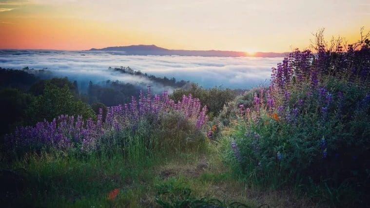9 Quintessential Hiking Trails, One for Each Bay Area County
